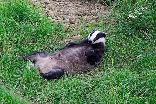 Badger