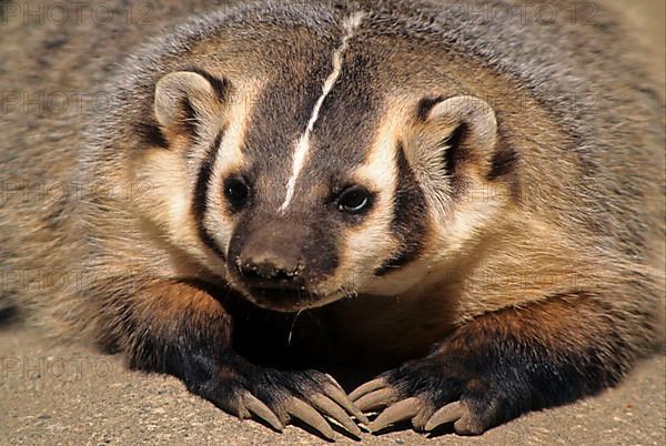 American badger