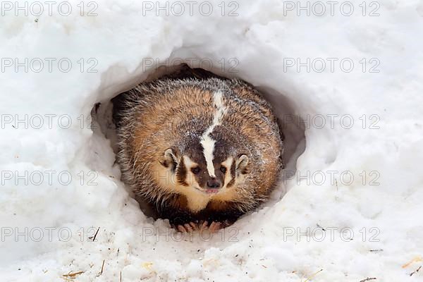 American Badger