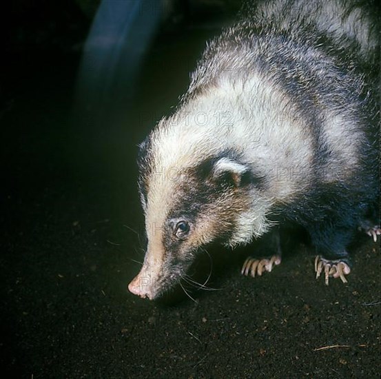 Hog Badger