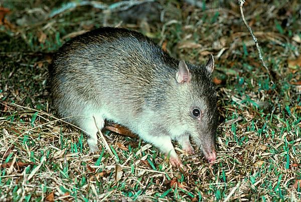 Long-nosed bandicoot