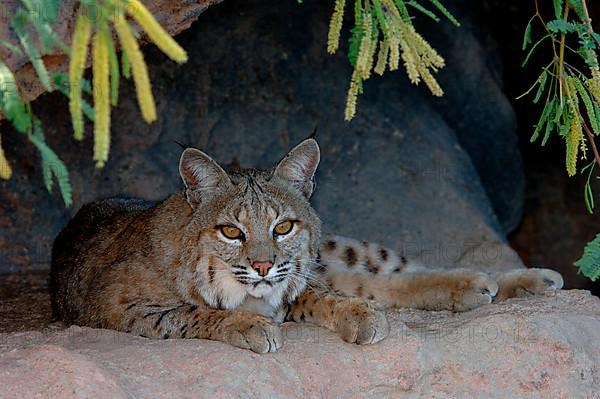 Bobcat