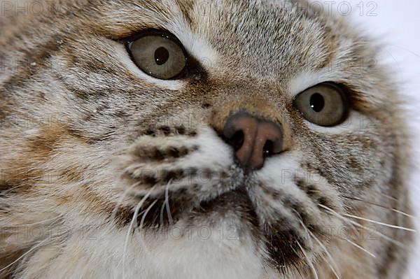 Bobcat