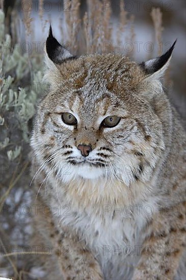 Bobcat