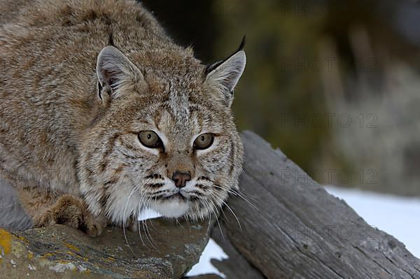 Bobcat