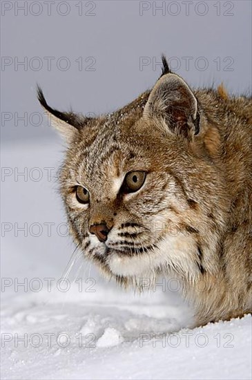 Bobcat