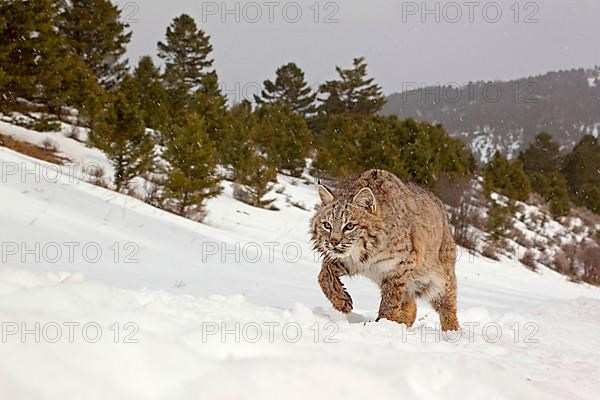 Bobcat