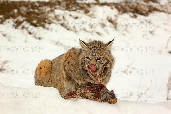 Bobcat