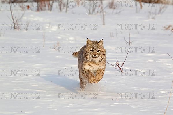 Bobcat