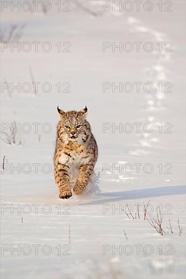 Bobcat