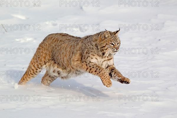 Bobcat