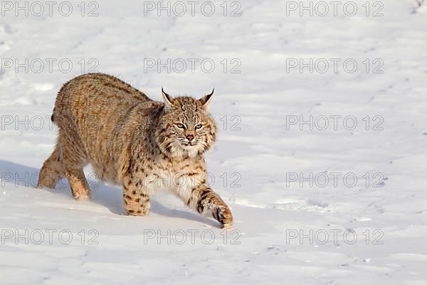 Bobcat