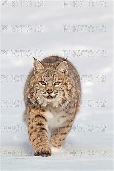 Bobcat