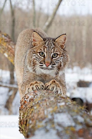 Bobcat