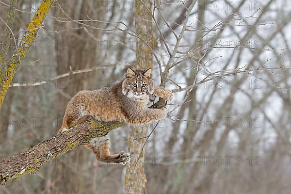 Bobcat