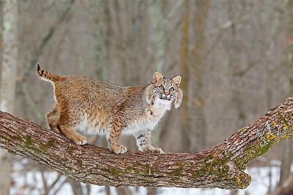 Bobcat