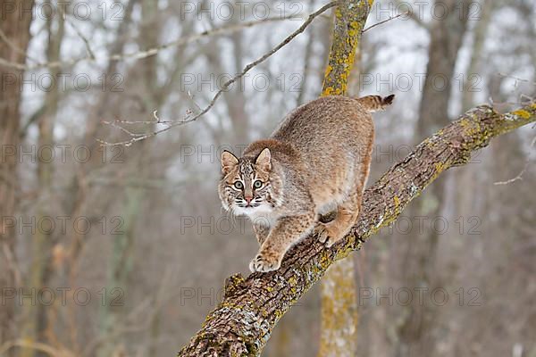 Bobcat