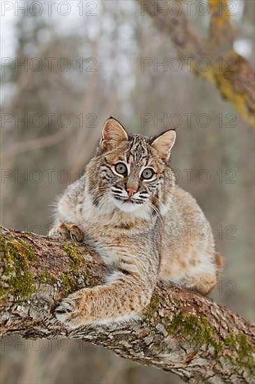 Bobcat