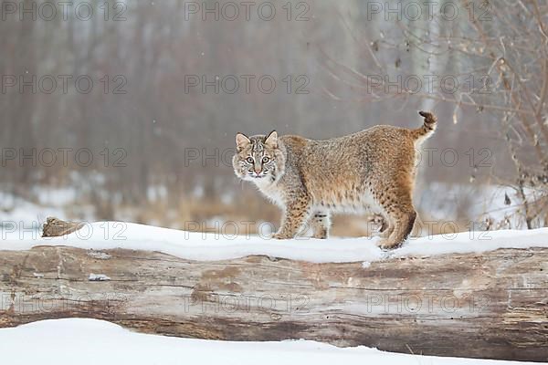 Bobcat