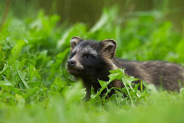 Raccoon-dog