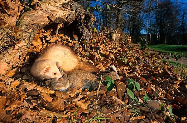 Domestic Ferret