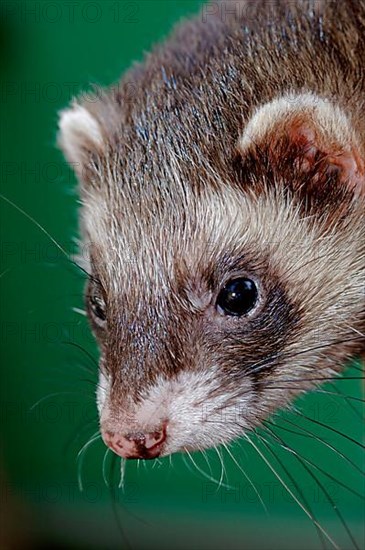 European polecat