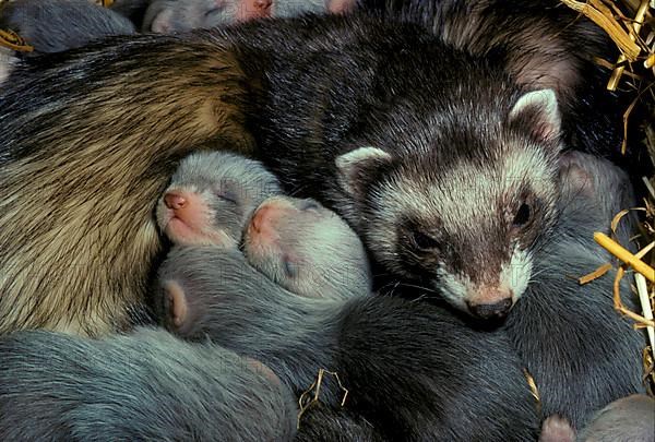 Polecat