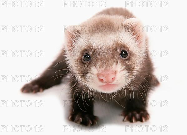 Polecat