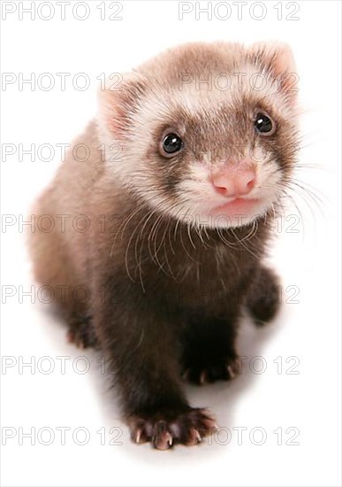 Polecat