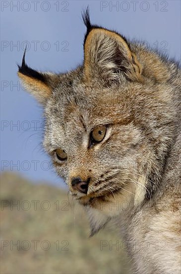 Canada lynx