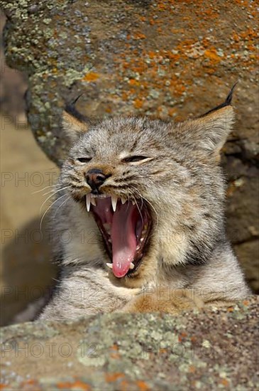 Canada lynx