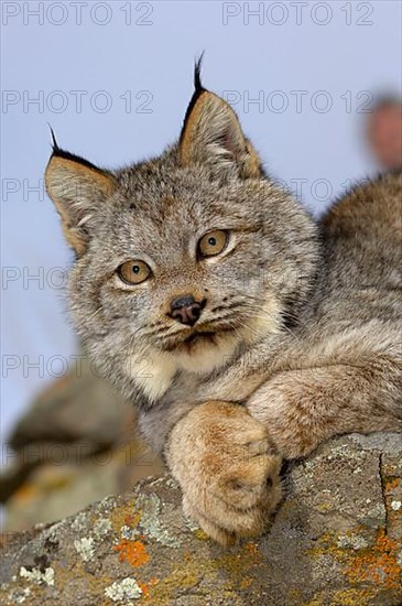 Canada lynx