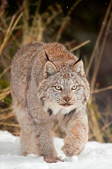 Canadian Lynx