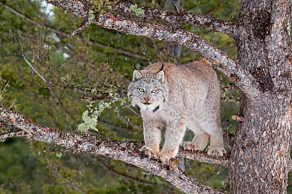 Canadian Lynx