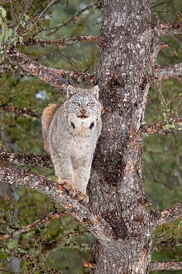 Canadian Lynx