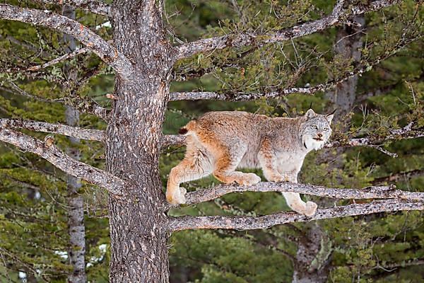 Canadian Lynx