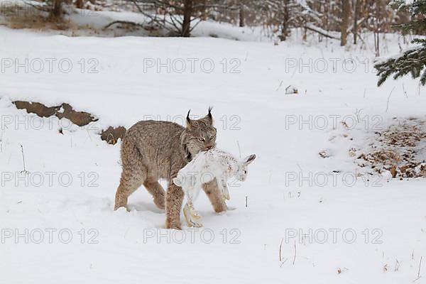 Canadian Lynx