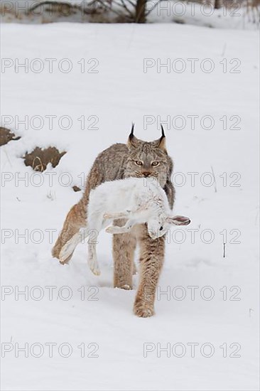 Canadian Lynx