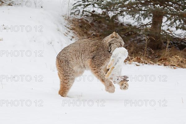 Canadian Lynx