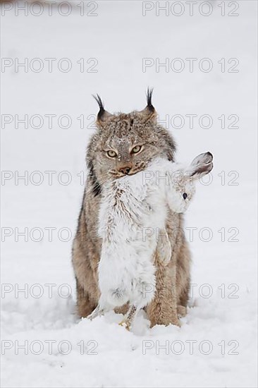 Canadian Lynx