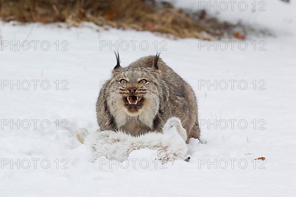 Canadian Lynx