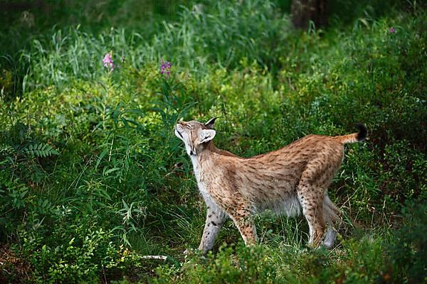 Eurasian lynx