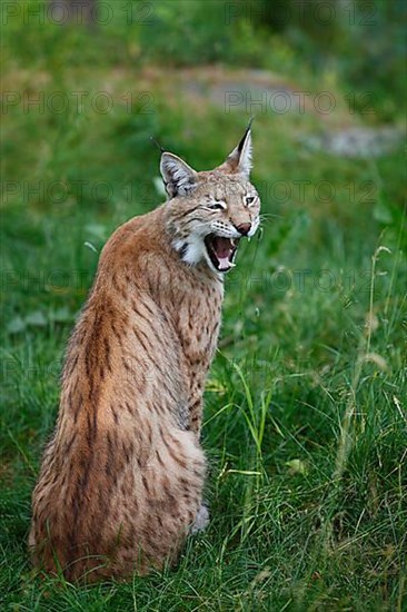 Eurasian lynx