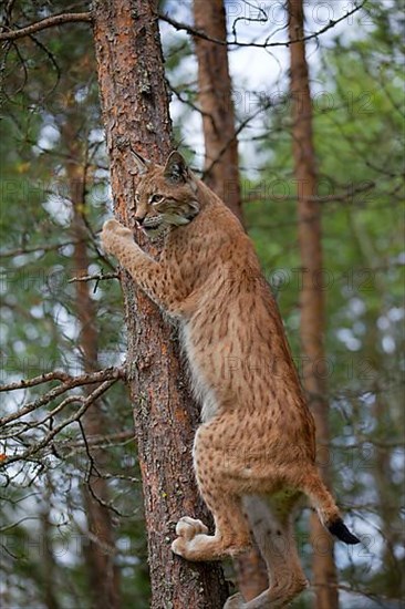 Eurasian lynx