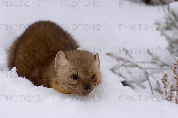 American marten