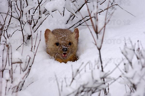 American marten