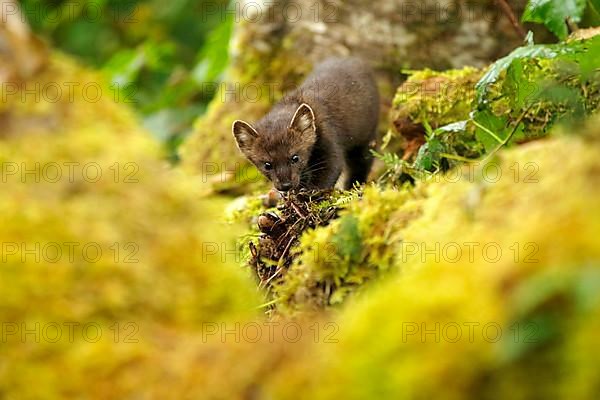 American Marten