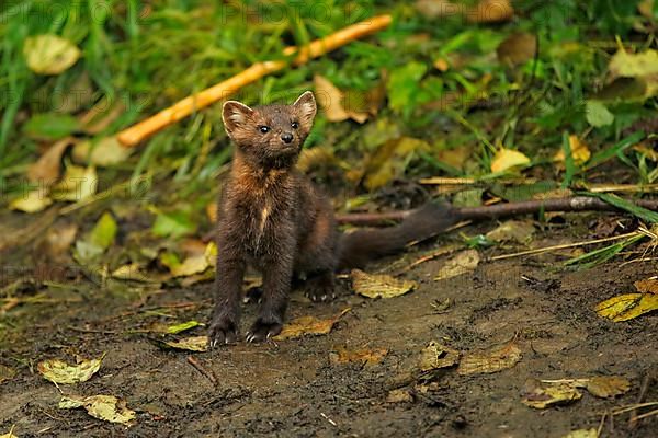 American Marten