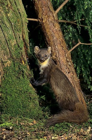 European pine marten