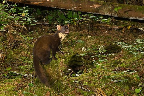 European pine marten